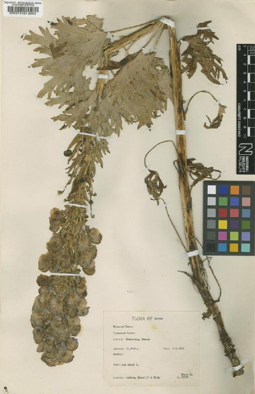 Aconitum spicatum (Brühl) Stapf - BM000514437