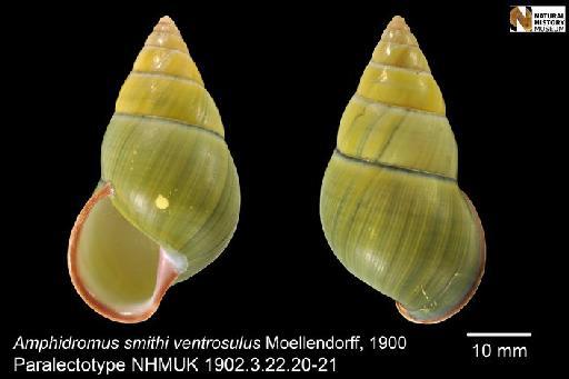 Amphidromus smithi ventrosulus von Möllendorff, 1900 - 1902.3.22.20-21, PARALECTOTYPES, Amphidromus smithi ventrosulus von Möllendorff, 1900