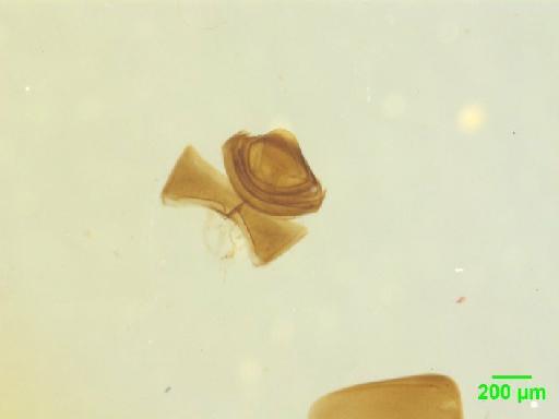 Scaphidiinae Latreille, 1806 - 010189093___5