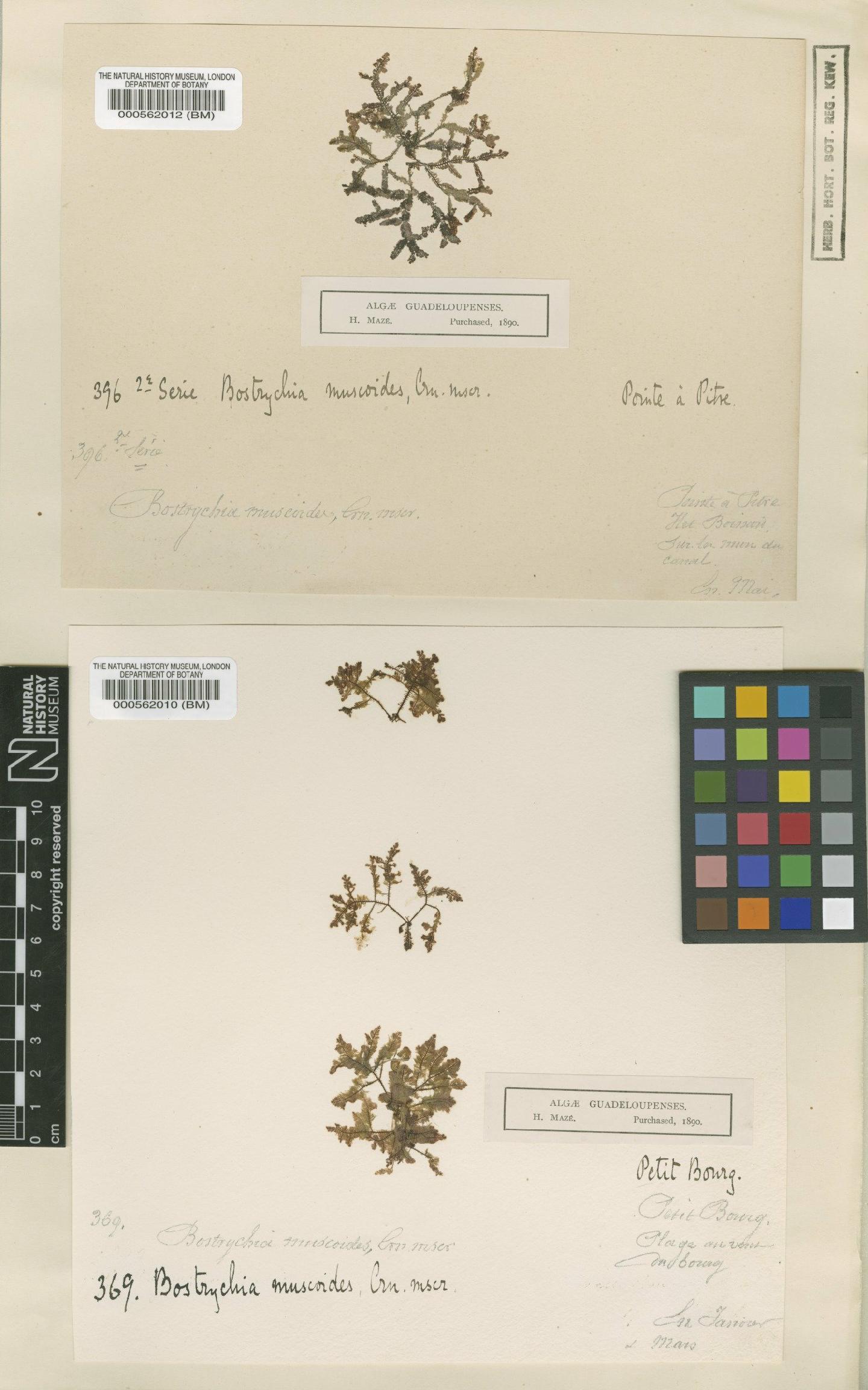 To NHMUK collection (Bostrychia tenella (J.V.Lamour.) Agardh; Syntype; NHMUK:ecatalogue:4784637)