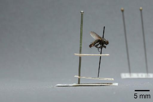 Sarcophaga (Thyrsocnema) incisilobata Pandelle, 1896 - 015093259_lateral