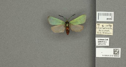 Adscita (Adscita) statices statices (Linnaeus, 1758) - 015189843_additional
