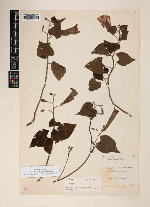 Ipomoea neglecta (Ooststr.) J.R.I.Wood & Scotland - 000929016