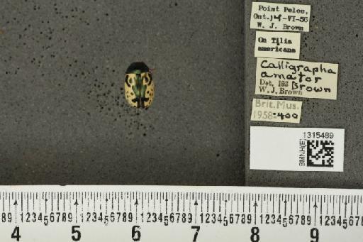 Calligrapha (Polyspila) amator Brown, W.J., 1945 - BMNHE_1315489_15813