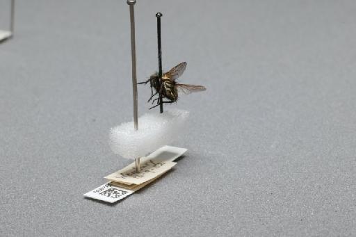 Sarcophaga (Myorhina) nigriventris Meigen, 1826 - 015092499_additional_1