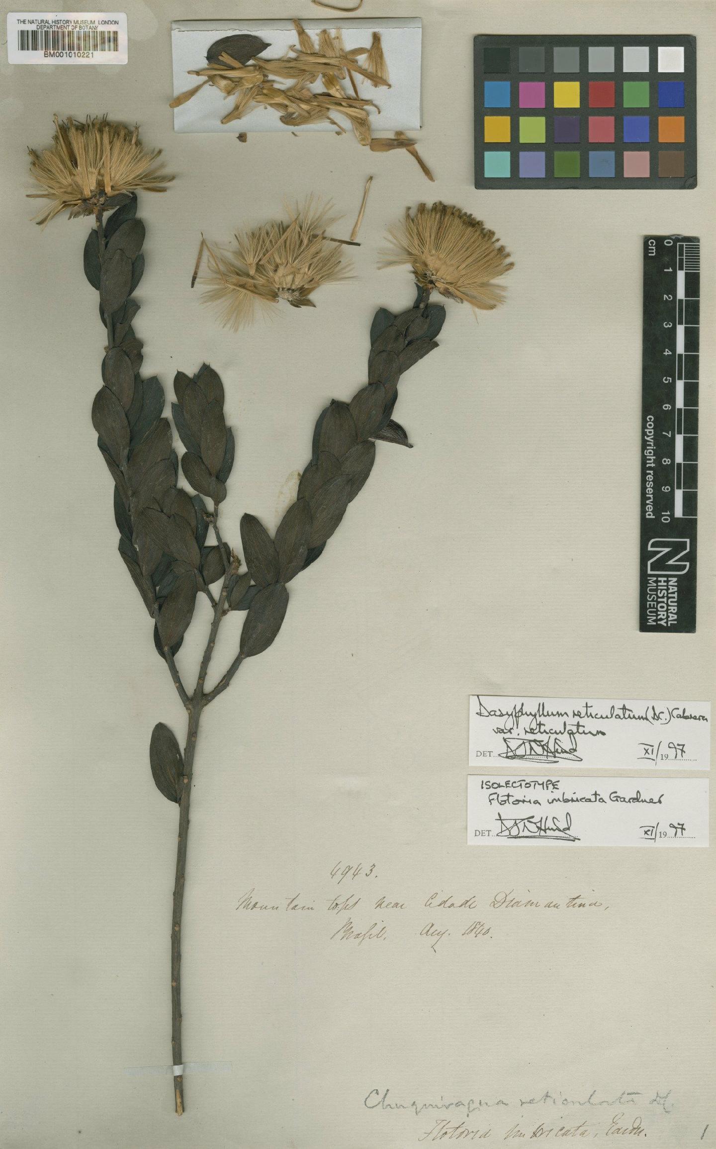 To NHMUK collection (Dasyphyllum reticulatum var. reticulatum (DC.) Cabrera; Isolectotype; NHMUK:ecatalogue:610870)