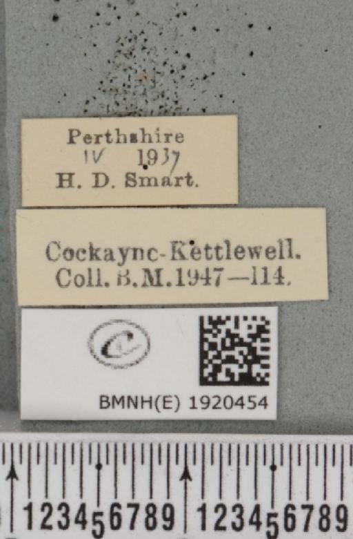 Ematurga atomaria (Linnaeus, 1758) - BMNHE_1920454_label_486328