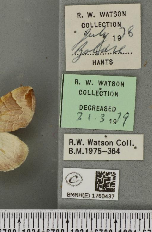 Eulithis testata (Linnaeus, 1761) - BMNHE_1760437_label_343141