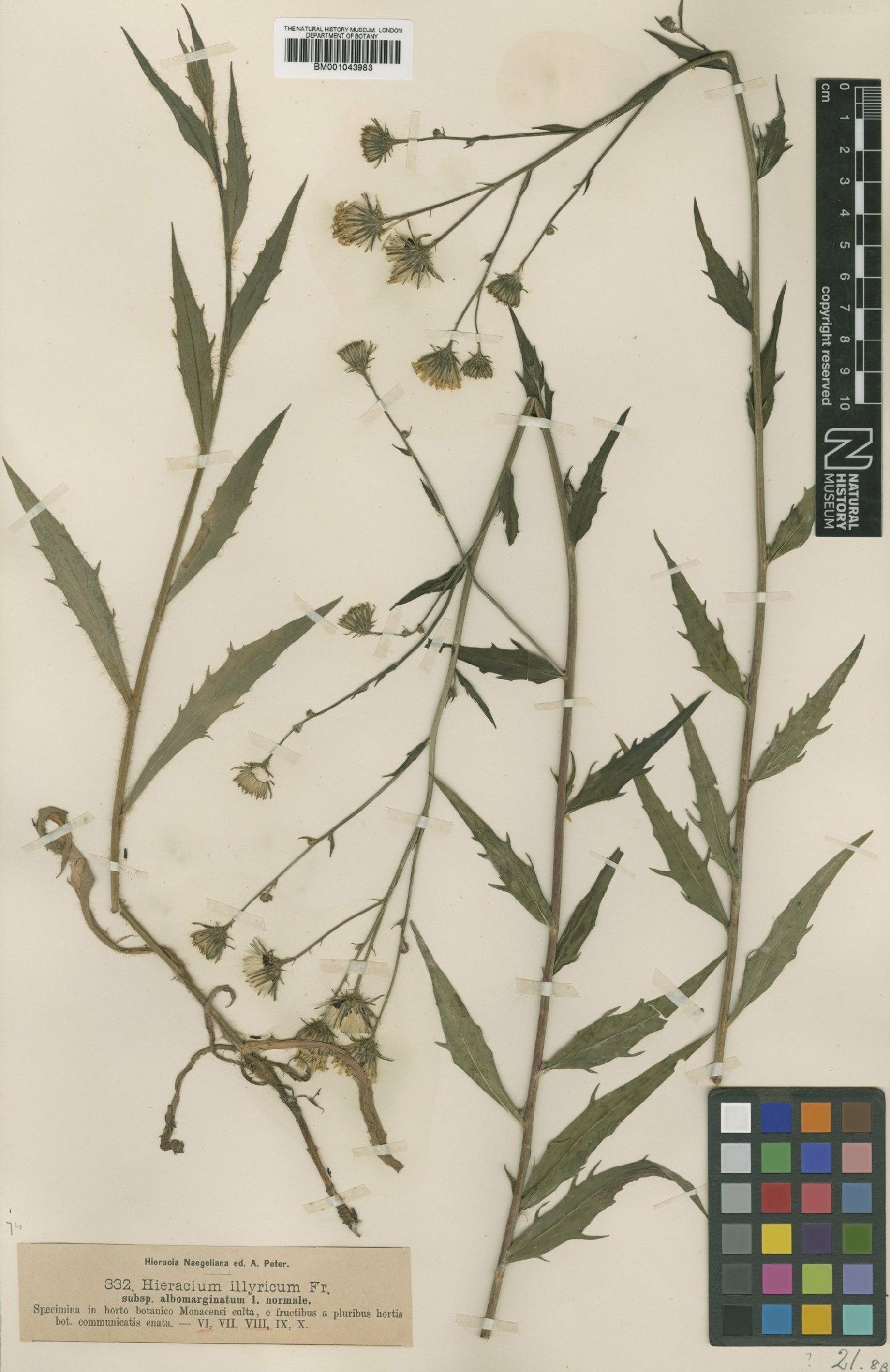 To NHMUK collection (Hieracium illyricum subsp. calcareum (Hornem.) Nägeli & Peter; TYPE; NHMUK:ecatalogue:2395313)