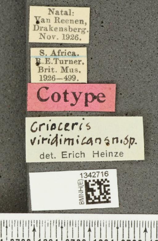 Crioceris (Crioceris) viridimicans Heinze, 1931 - BMNHE_1342716_label_12752