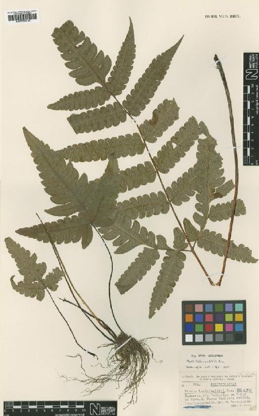 Pteris luderwaldtii Rosenst. - BM000936750