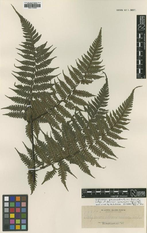 Diplazium pseudocyatheifolium Rosenst. - BM001045404