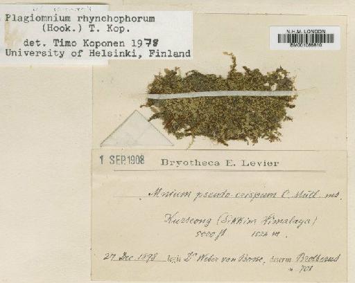 Plagiomnium rhynchophorum (Hook.) T.J.Kop. - BM001086810
