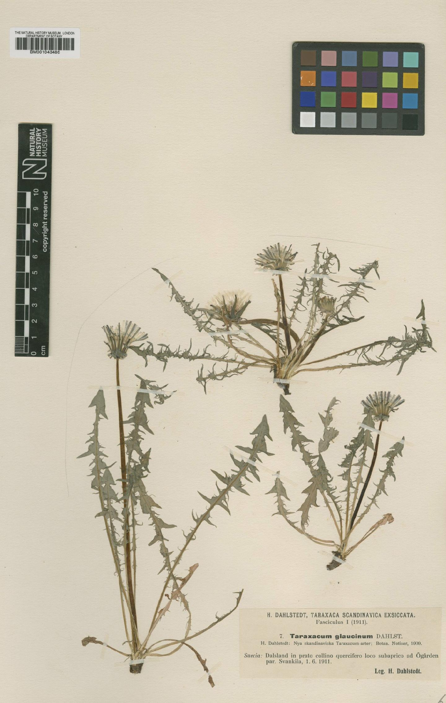 To NHMUK collection (Taraxacum glaucinum Dahlst.; Type; NHMUK:ecatalogue:1998639)