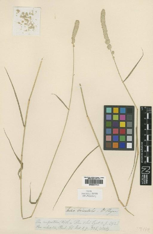 Eragrostis ciliata (Roxb.) Nees - BM000797911