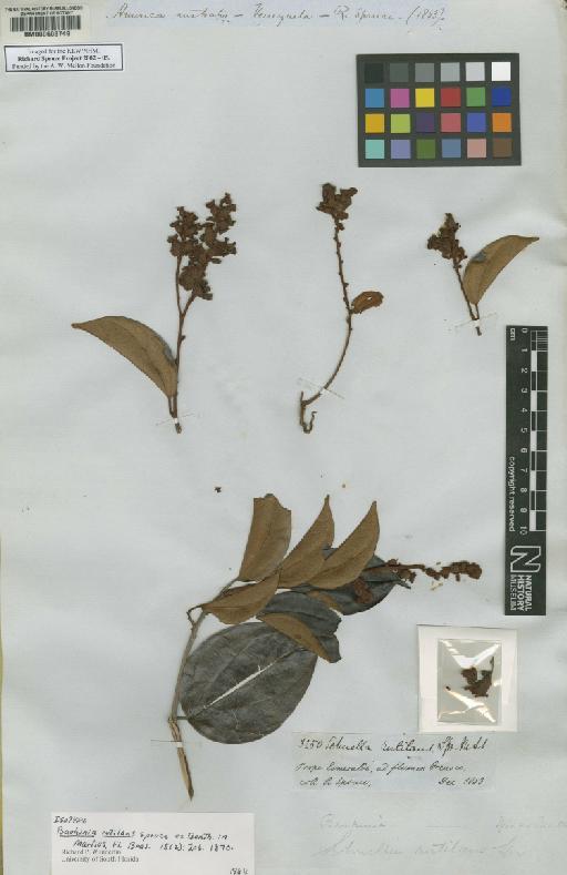 Bauhinia rutilans Spruce ex Benth. - BM000603749