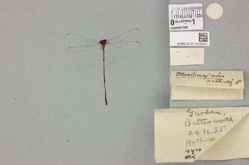 Mortonagrion arthuri Fraser, 1942 - 012500352_reverse