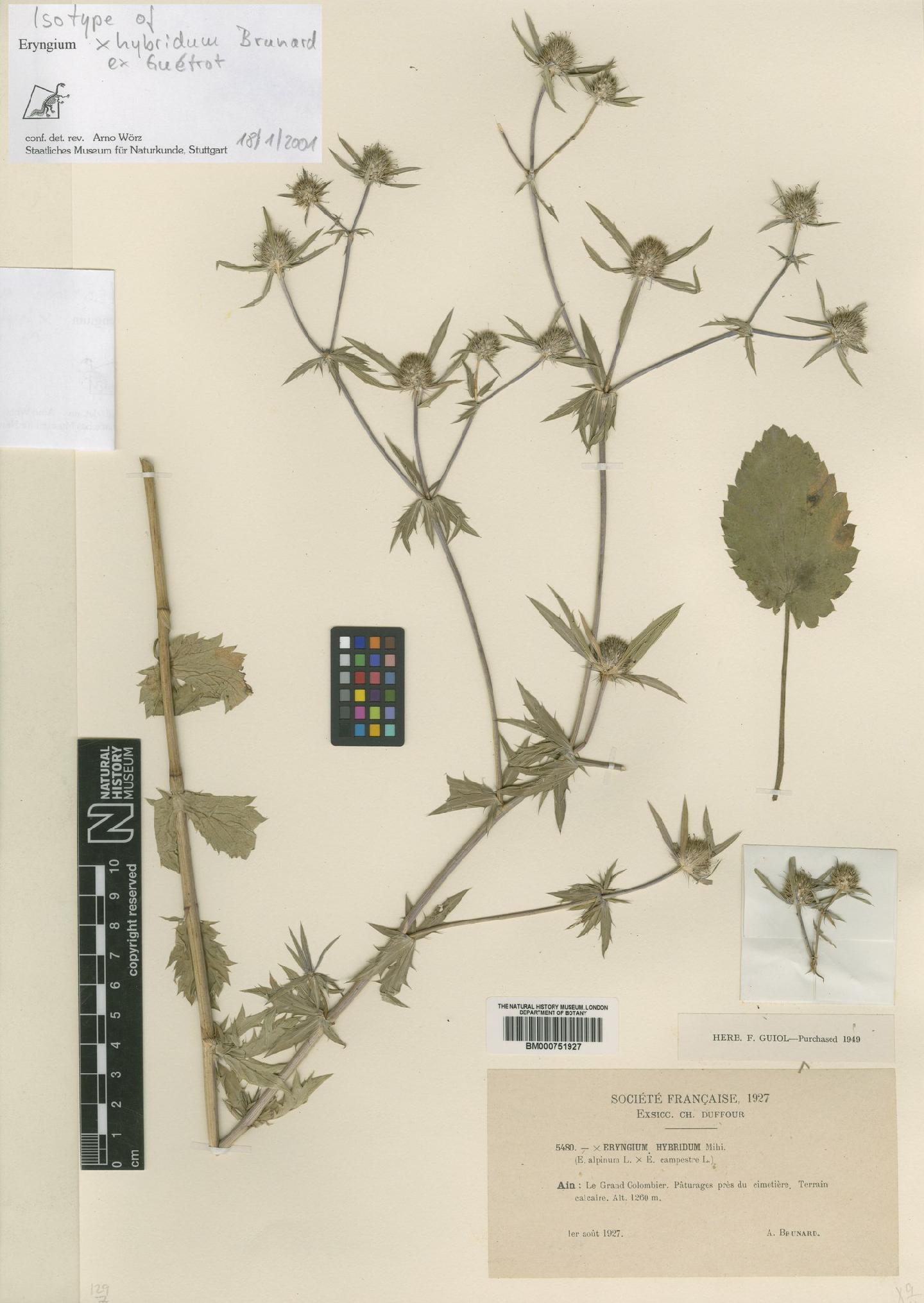 To NHMUK collection (Eryngium L.; Isotype; NHMUK:ecatalogue:4713988)