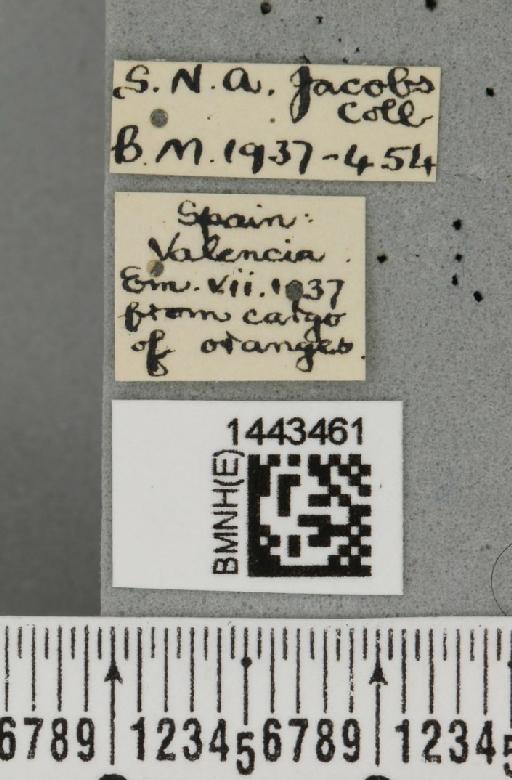 Ceratitis (Ceratitis) capitata (Wiedemann, 1824) - BMNHE_1443461_label_26859