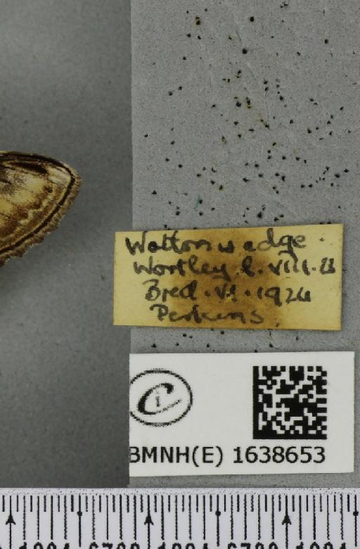 Notodonta ziczac ziczac (Linnaeus, 1758) - BMNHE_1638653_label_208257