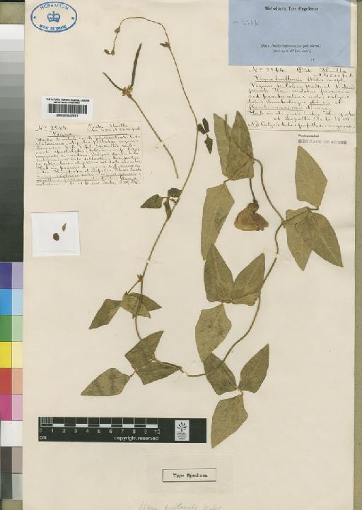Vigna unguiculata subsp. dekindtiana (Harms) Verdc. - BM000842661