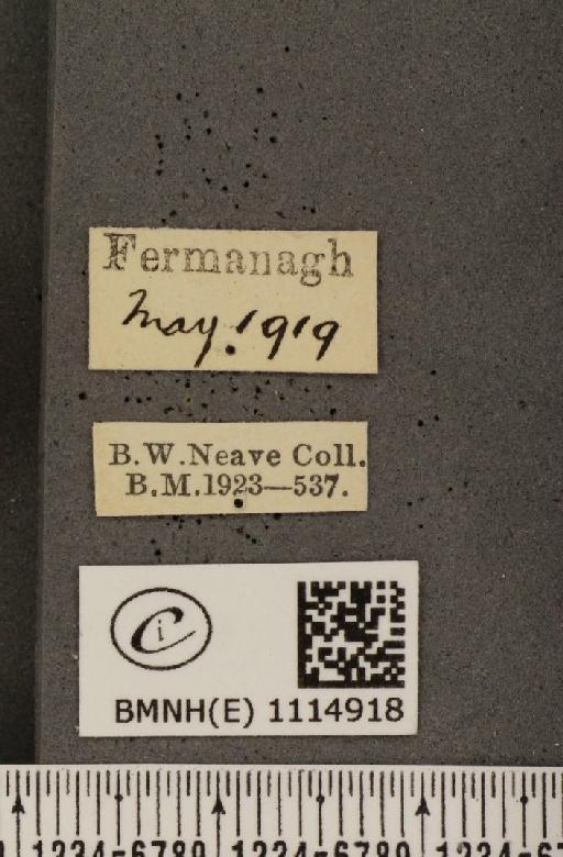 Anthocharis cardamines hibernica Williams, 1916 - BMNHE_1114918_label_67811