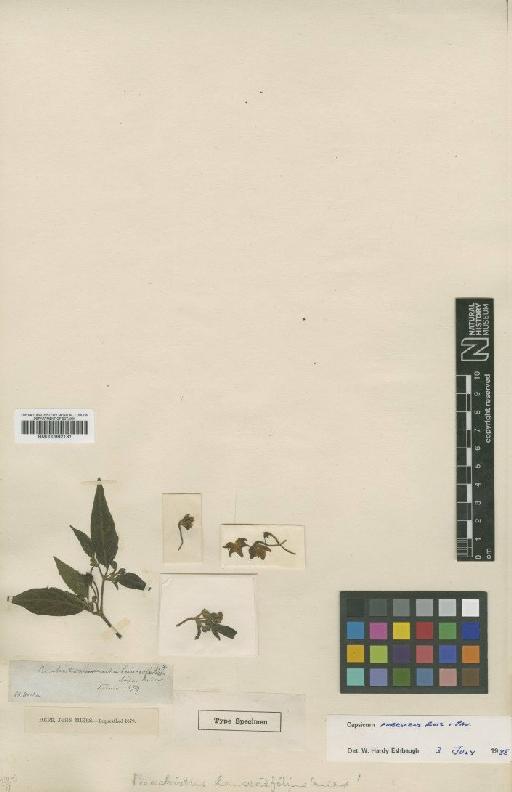 Capsicum pubescens Pav. & Ruiz - BM000992131