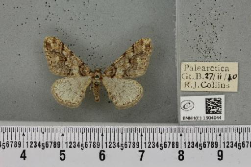 Agriopis leucophaearia (Denis & Schiffermüller, 1775) - BMNHE_1904044_463157