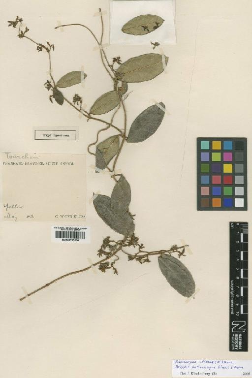 Toxocarpus villosus (Blume) Decne. - BM000793236
