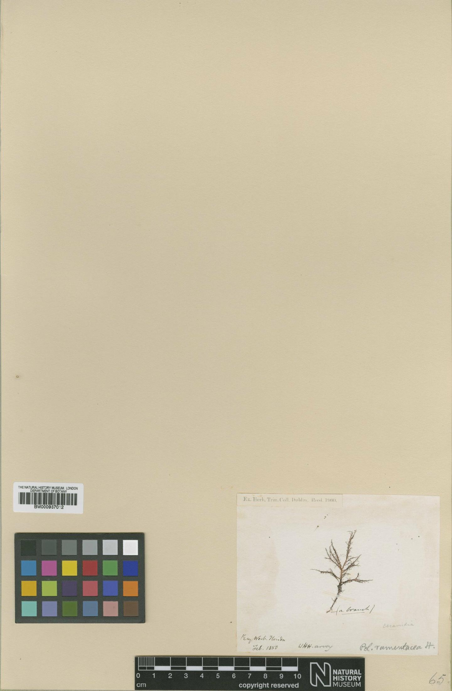 To NHMUK collection (Polysiphonia foeniculacea (C.Agardh) Spreng.; TYPE; NHMUK:ecatalogue:465414)