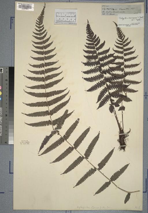 Leptogramma rupestris Klotzsch - Spruce - BM000777014