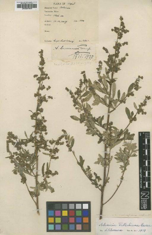 Artemisia moorcroftiana Wall. ex DC. - BM000946000