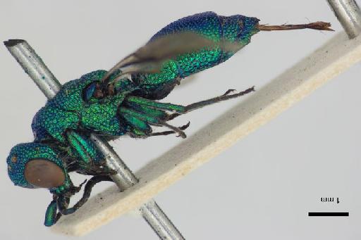 Chrysis chilena Mocsary, A., 1914 - Chrysis_chilena-BMNH(E)#970912_type-lateral-1_6X