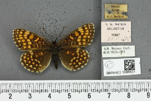 Melitaea athalia ab. tricolor Hormuzaki, 1897 - BMNHE_1086807_57246