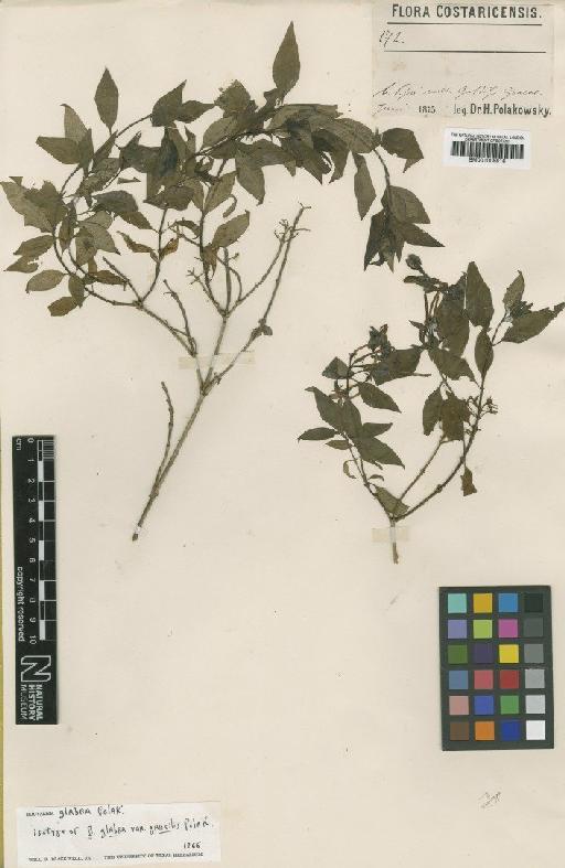 Bouvardia glabra Pol. - BM001008816