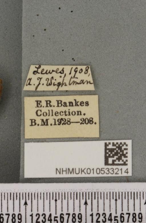 Charanyca trigrammica ab. bilinea Hübner, 1802 - NHMUK_010533214_label_587093