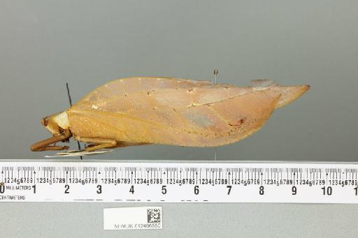 Onomarchus cretaceus (Serville, 1838) - 012496550_reverse