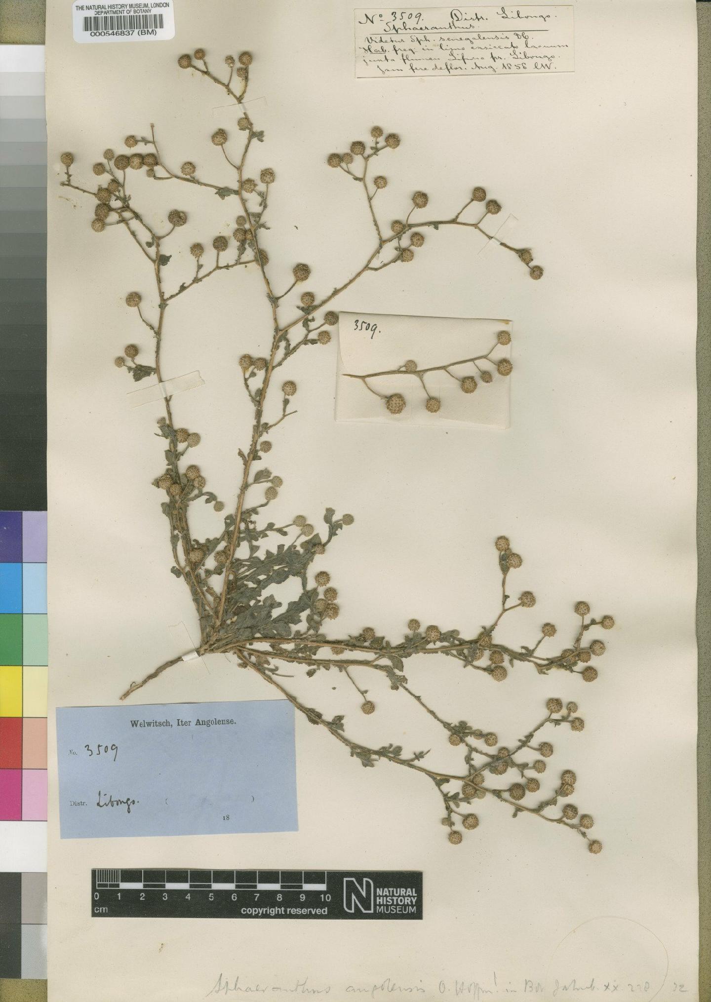 To NHMUK collection (Sphaeranthus angolensis O.Hoffm.; Type; NHMUK:ecatalogue:4528534)