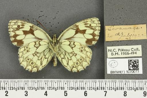 Melanargia galathea serena Verity, 1913 - BMNHE_1070073_36051