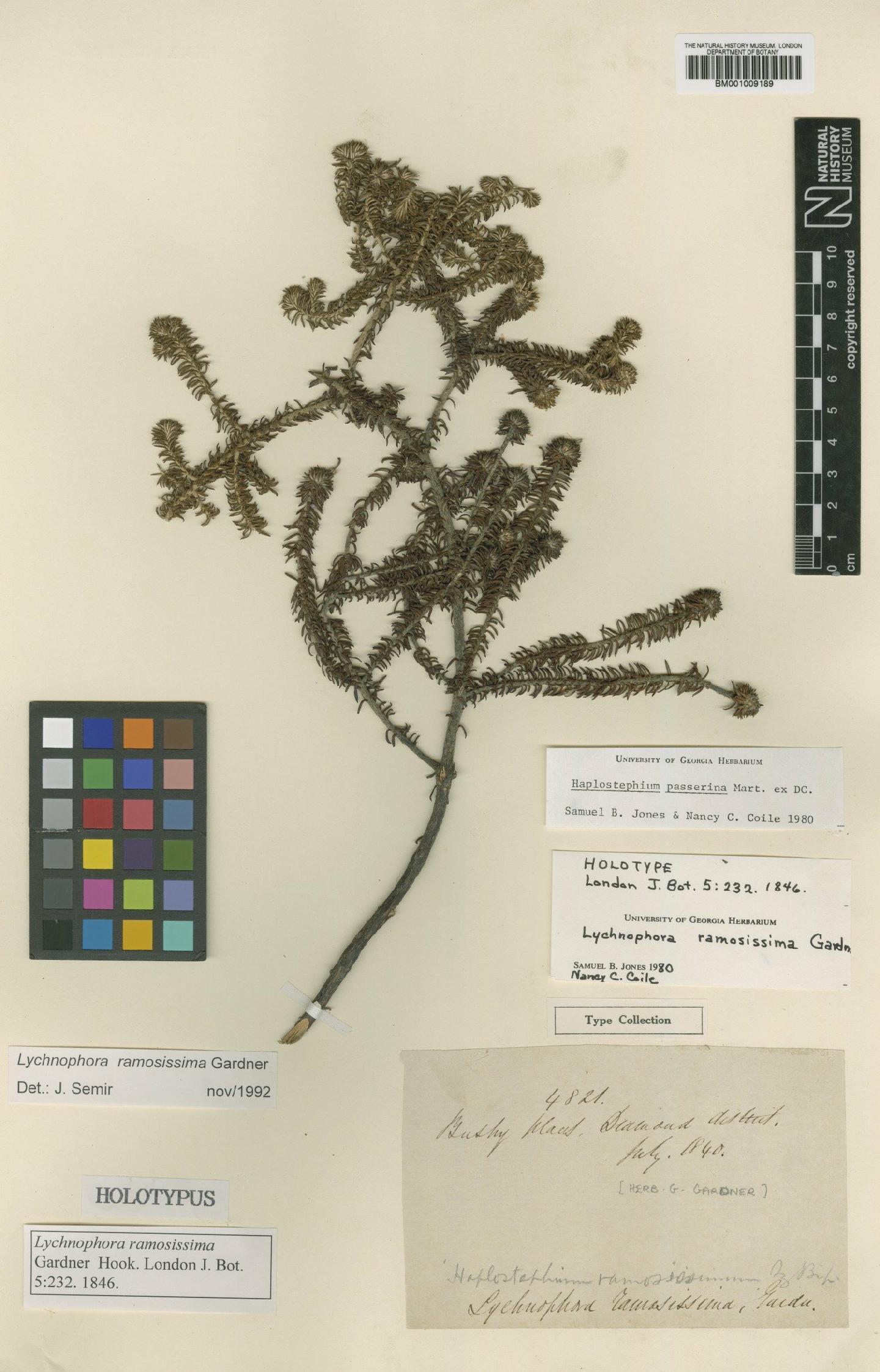 To NHMUK collection (Lychnophora ramosissima Gardner; Holotype; NHMUK:ecatalogue:557187)