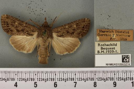 Apamea oblonga ab. fribolus Boisduval, 1834 - NHMUK_010553274_611007