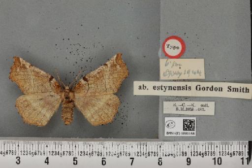 Selenia dentaria ab. deumbraria Klemensiewicz, 1929 - BMNHE_1881188_a_446510