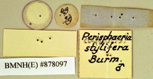 Panchlora tenebrosa Walker, 1868 - Panchlora tenebrosa Walker, F, 1868, male, lectotype, labels (reverse). Photographer: Heidi Hopkins. BMNH(E)#878097