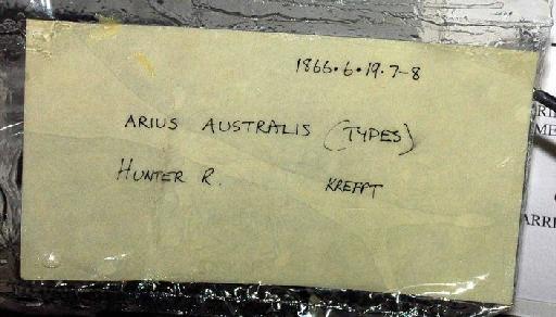 Arius australis Günther, 1867 - 1866.6.19.7-8; Arius australis; image of jar label; ACSI project image