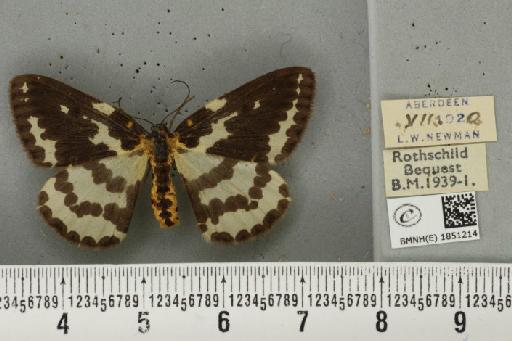 Abraxas grossulariata ab. lunulata Porritt, 1920 - BMNHE_1851214_414634