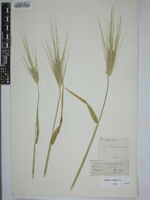 Hordeum vulgare L. - 000060773