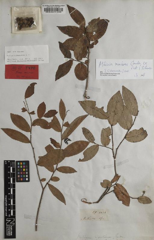 Miliusa montana Gardner ex Hook.f. & Thomson - BM000595544