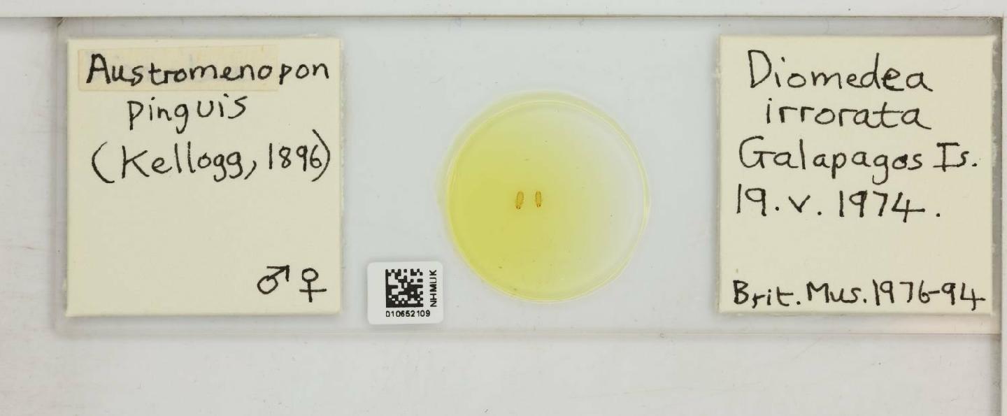 To NHMUK collection (Austromenopon pinguis Kellogg, 1896; NHMUK:ecatalogue:7995352)