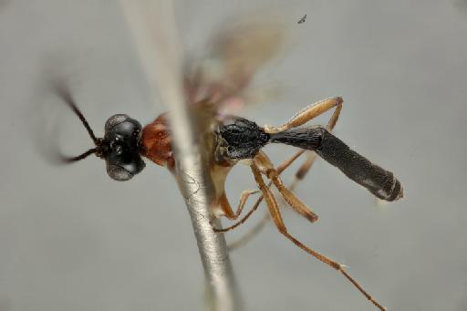 Oedemopsis ojoa Gauld, I.D., 1997 - 010818822_Oedemopsis_ojoa_holotype_dorsal