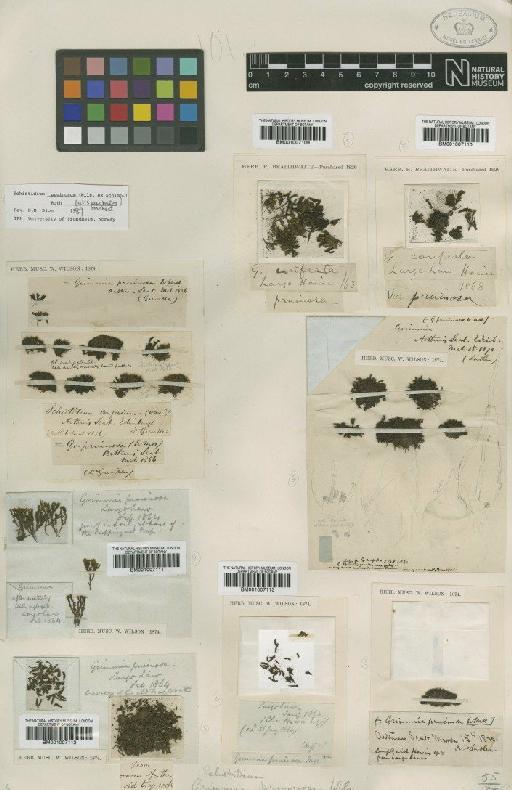 Schistidium pruinosum (Wilson) G.Roth - BM001007109_a